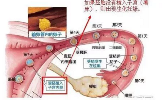 呼和浩特元宝山区治疗宫外孕哪个医院较专业